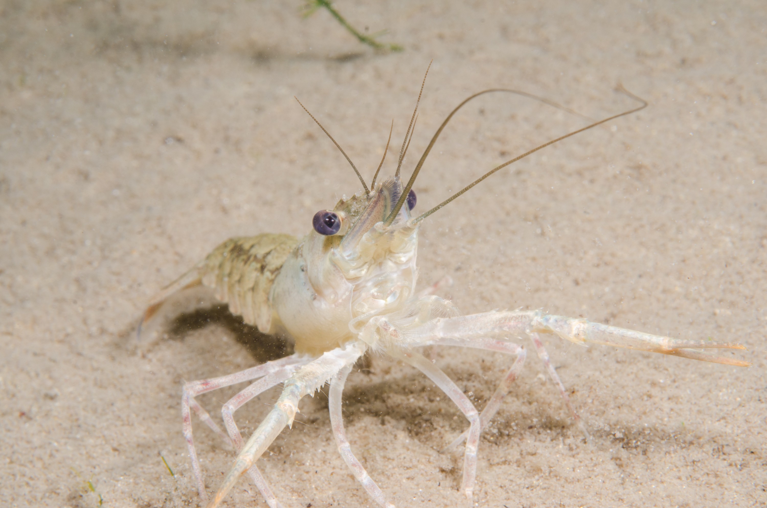DSC_0887 – Koura, Northland NZ., Paranephrops planifrons, crispin, new, northland, nz, zealand, JAN17